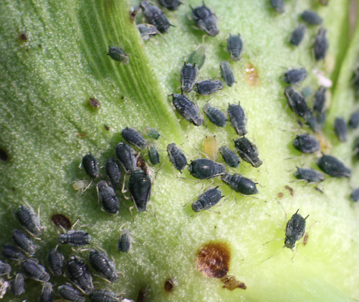 Aphis (Aphis) gossypii della Lombardia (MB)